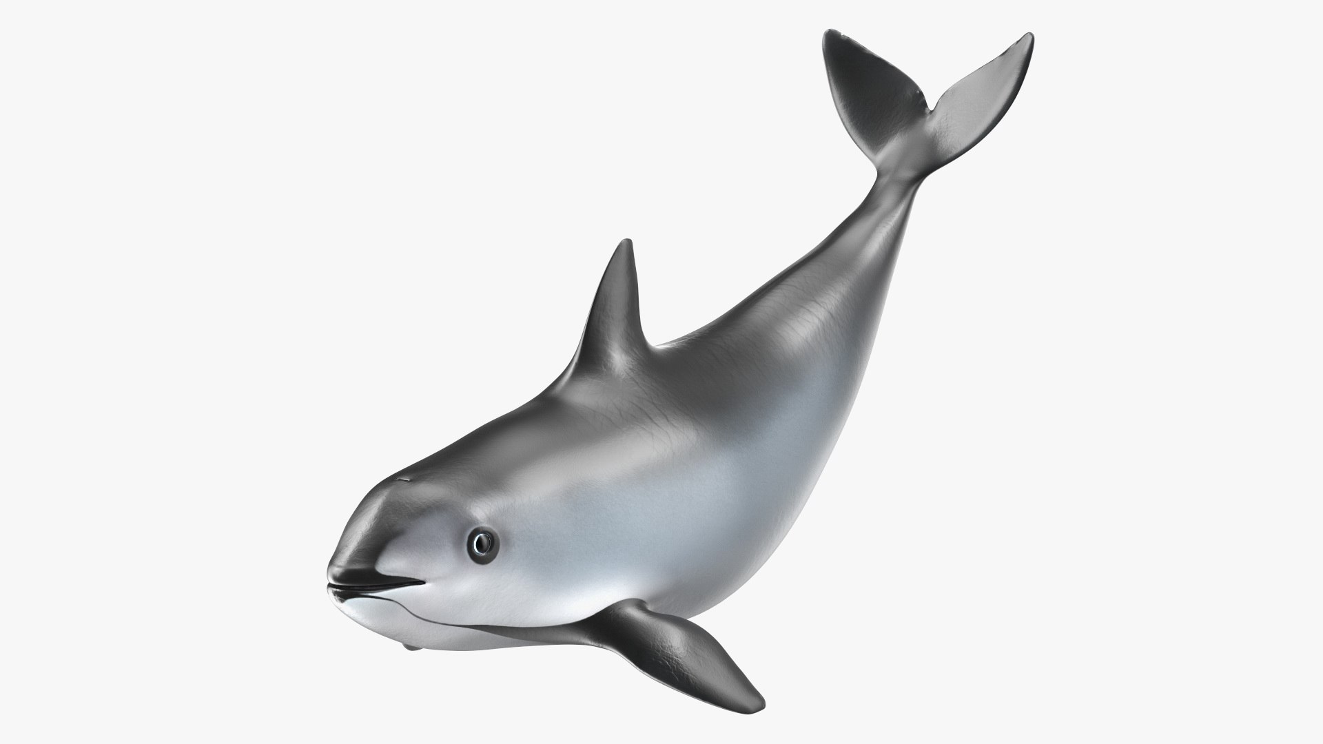 Vaquita Swimming Pose 3D model preview