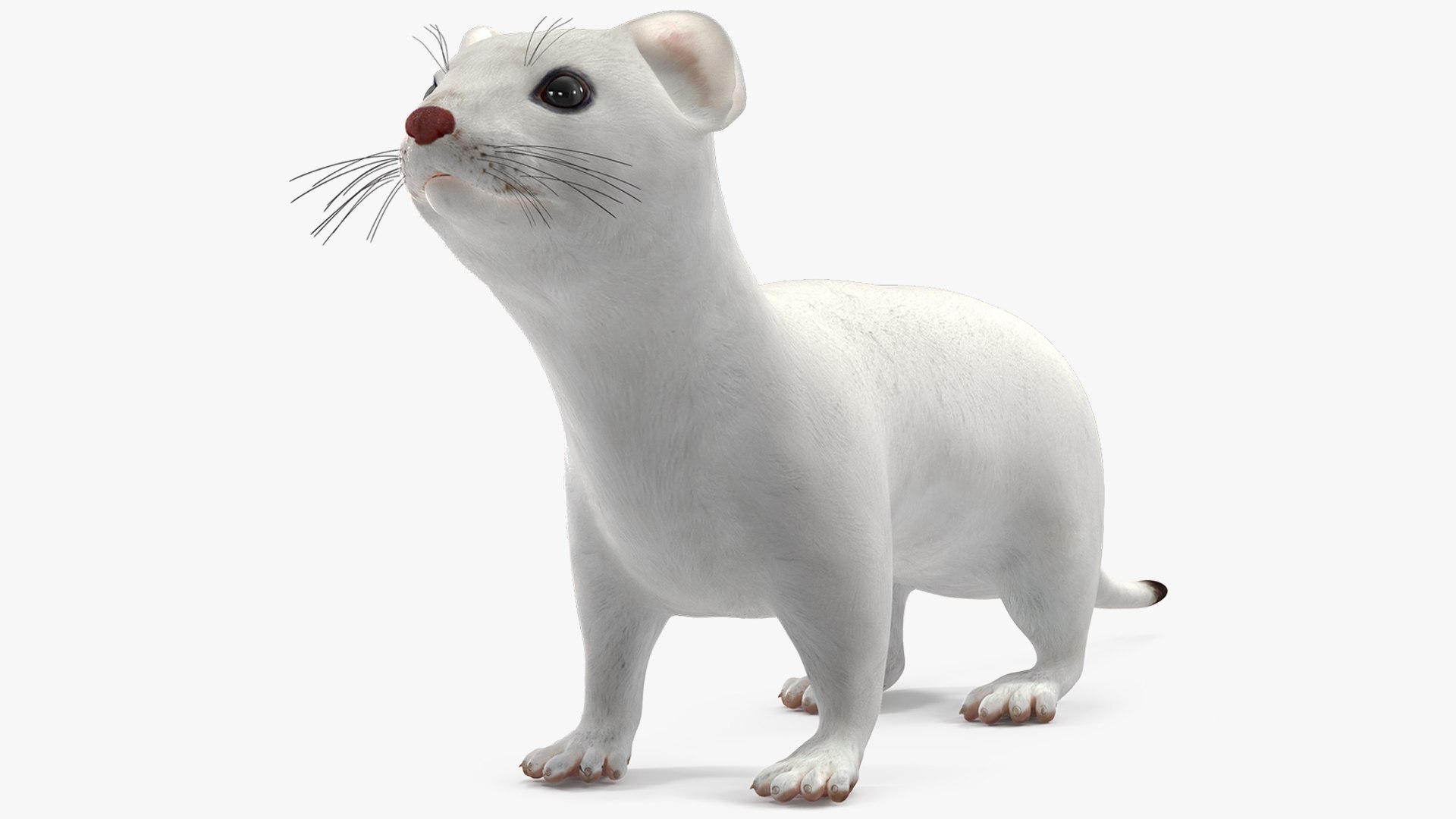 Ermine Winter Coat 3D model preview