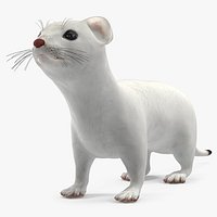 Ermine Winter Coat