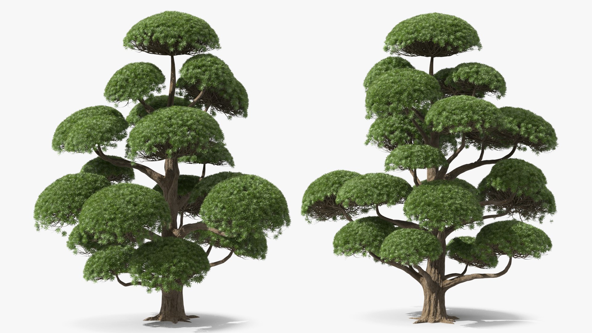 Podocarpus Big Tree 3D model preview