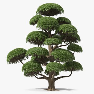 Podocarpus Big Tree