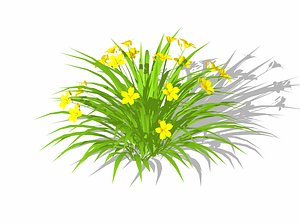 Hemerocallis 3D model