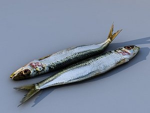 sardine