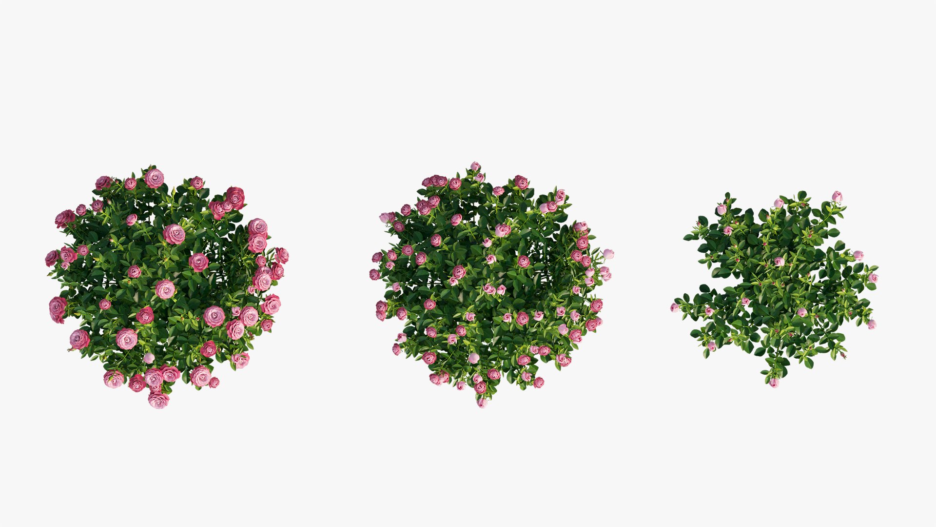plant rose set 03 3D model https://p.turbosquid.com/ts-thumb/A4/XYF6NM/3OrTBW97/9/jpg/1603563661/1920x1080/fit_q87/3930aa91e1208d602164ff80889e17b58462d4e0/9.jpg