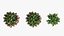 Plant rose set 03