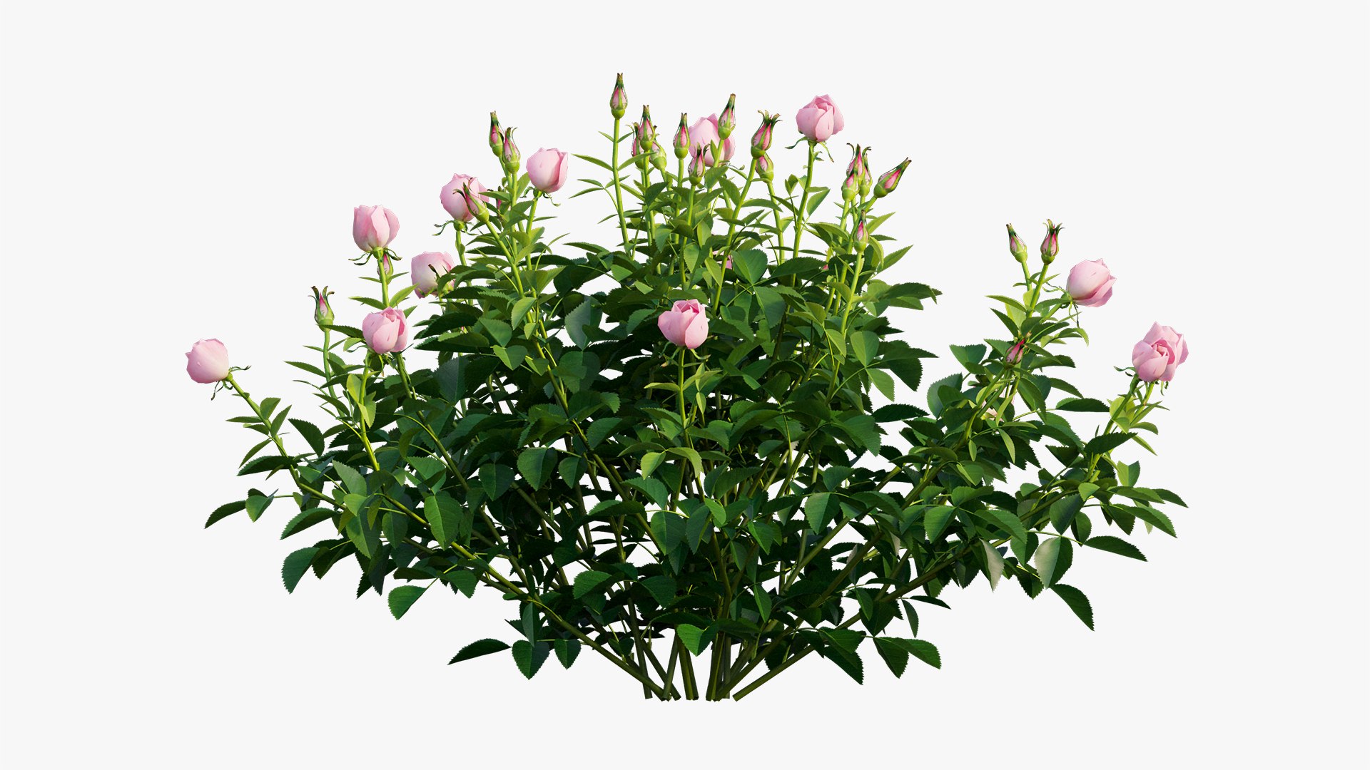 plant rose set 03 3D model https://p.turbosquid.com/ts-thumb/A4/XYF6NM/3xD4in7f/8/jpg/1603563661/1920x1080/fit_q87/3e33cf2ad589ddcb646963fdd5e5908eeb3a5a75/8.jpg