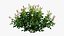 Plant rose set 03