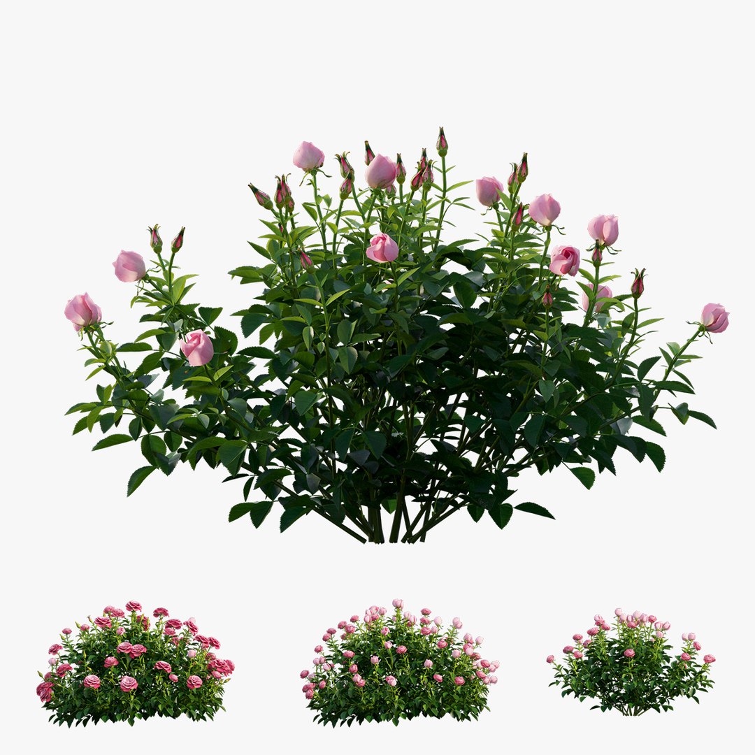 plant rose set 03 3D model https://p.turbosquid.com/ts-thumb/A4/XYF6NM/77eQgLXs/2/jpg/1603563659/1920x1080/fit_q87/33d1666b7f5071da8b3f8d71b02606ee5164f627/2.jpg