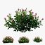 Plant rose set 03