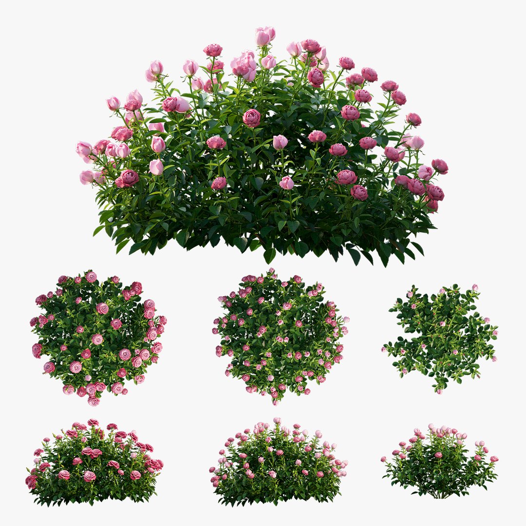 plant rose set 03 3D model https://p.turbosquid.com/ts-thumb/A4/XYF6NM/H0Ips2hV/3/jpg/1603563659/1920x1080/fit_q87/226df2c91426d4e1db2379f344876a40353c59a2/3.jpg