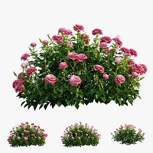 Plant rose set 03