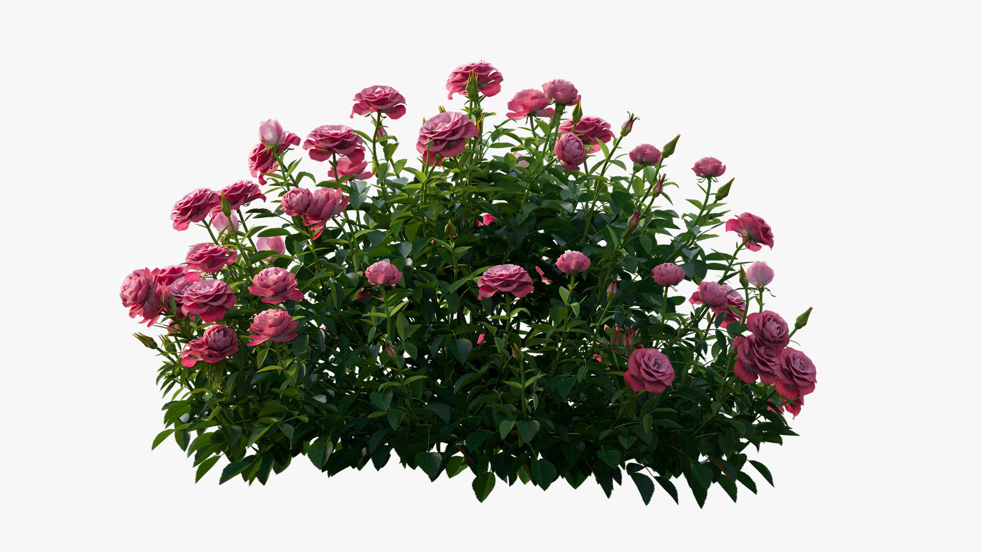 plant rose set 03 3D model https://p.turbosquid.com/ts-thumb/A4/XYF6NM/KkRYbZ5h/6/jpg/1603563660/1920x1080/fit_q87/a0512b19da376bdcdc108f6e40b8b4bb9958db67/6.jpg