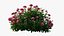 Plant rose set 03