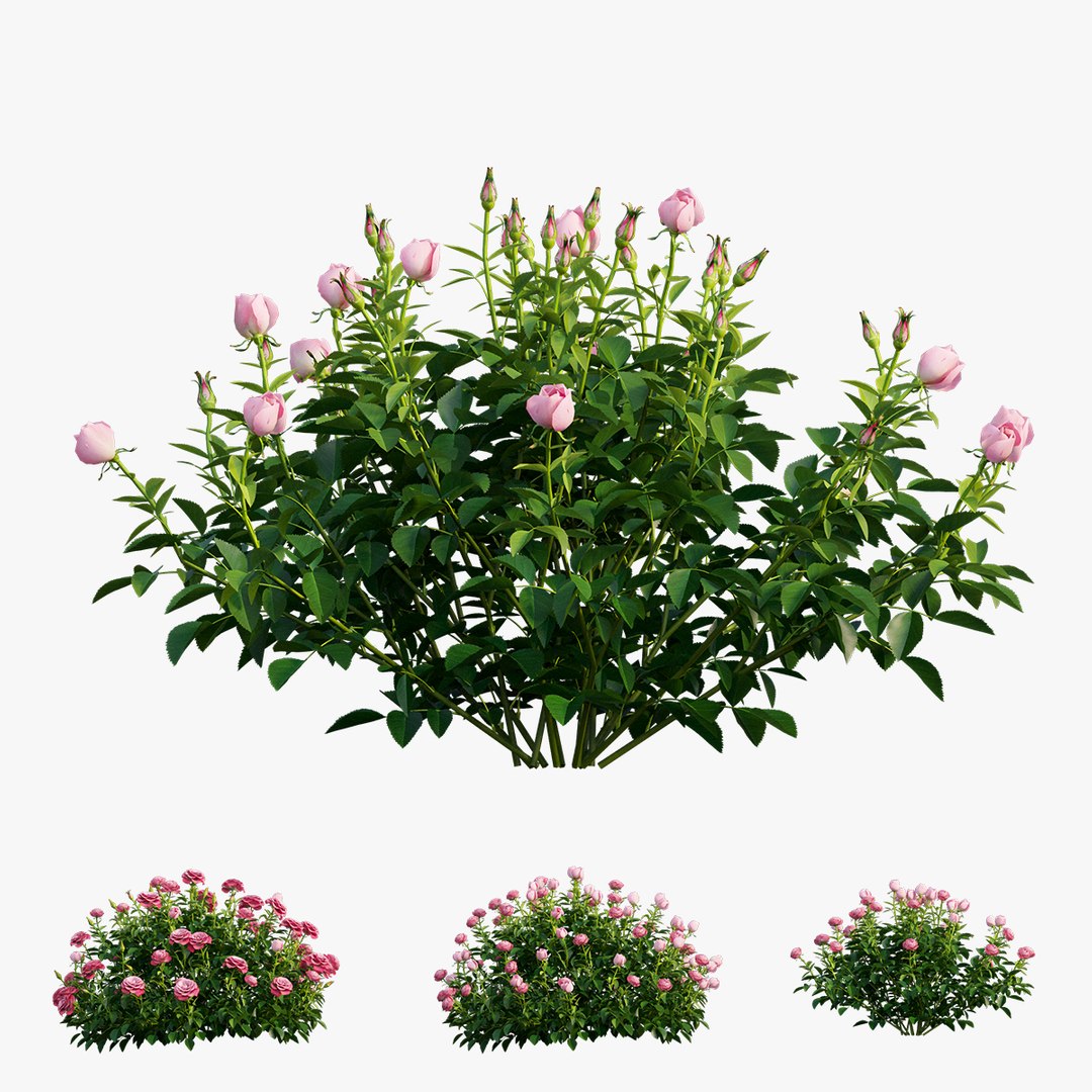 plant rose set 03 3D model https://p.turbosquid.com/ts-thumb/A4/XYF6NM/L9b3ppFv/1/jpg/1603563659/1920x1080/fit_q87/cb9fc127b18b6582c9d66f04da685f54e258dc5e/1.jpg