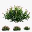 Plant rose set 03