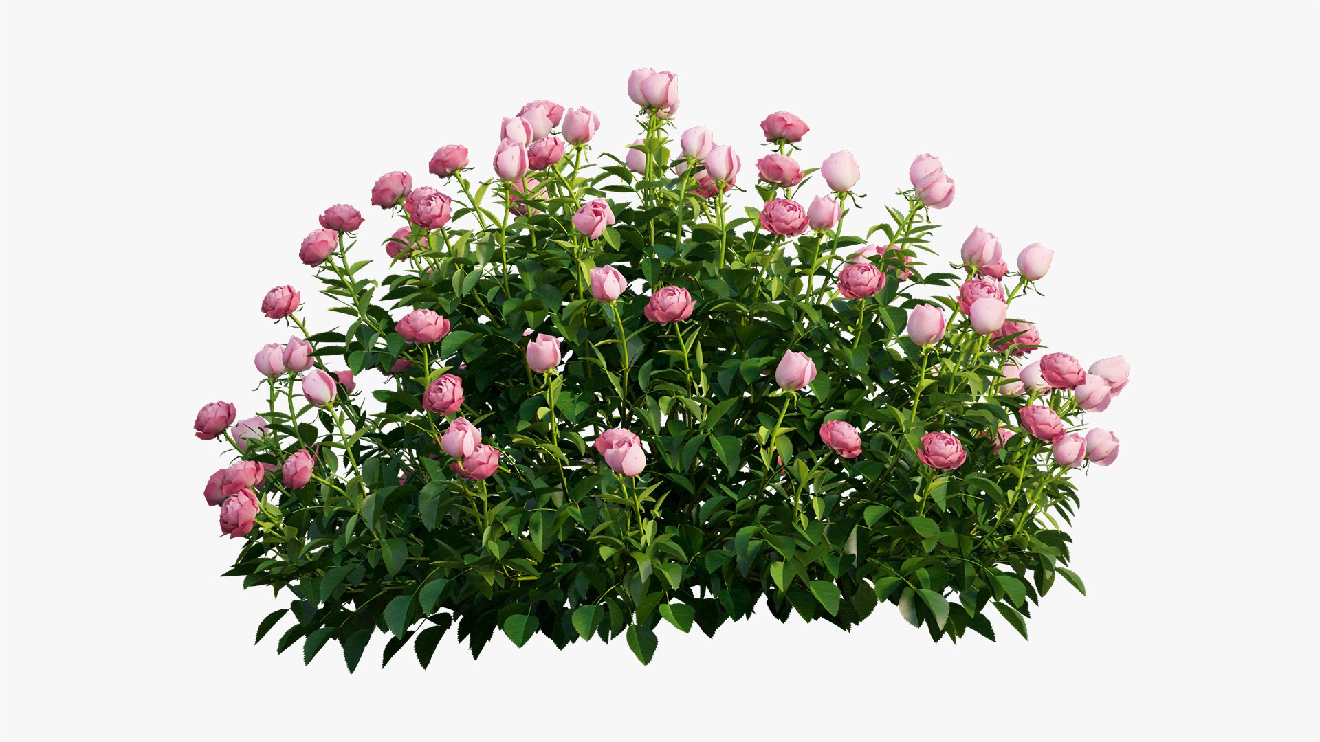 plant rose set 03 3D model https://p.turbosquid.com/ts-thumb/A4/XYF6NM/MRHJfDAZ/7/jpg/1603563660/1920x1080/fit_q87/6aa907d82fe666dc2ed67989e5b8cdd4c00215ba/7.jpg