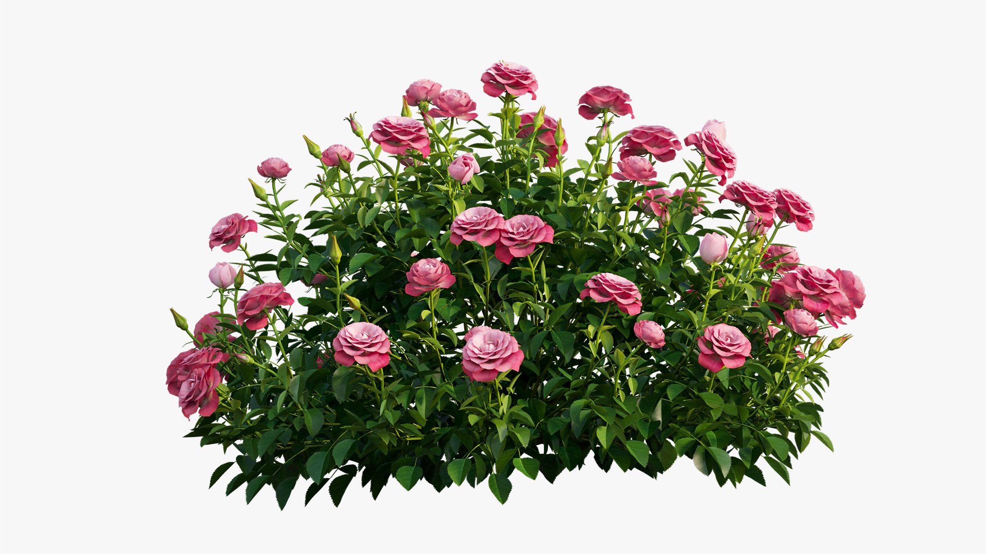 plant rose set 03 3D model https://p.turbosquid.com/ts-thumb/A4/XYF6NM/hfiPtCln/5/jpg/1603563660/1920x1080/fit_q87/e05ee240ae05f9872535e6e4093e98c017f31700/5.jpg