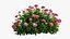 Plant rose set 03