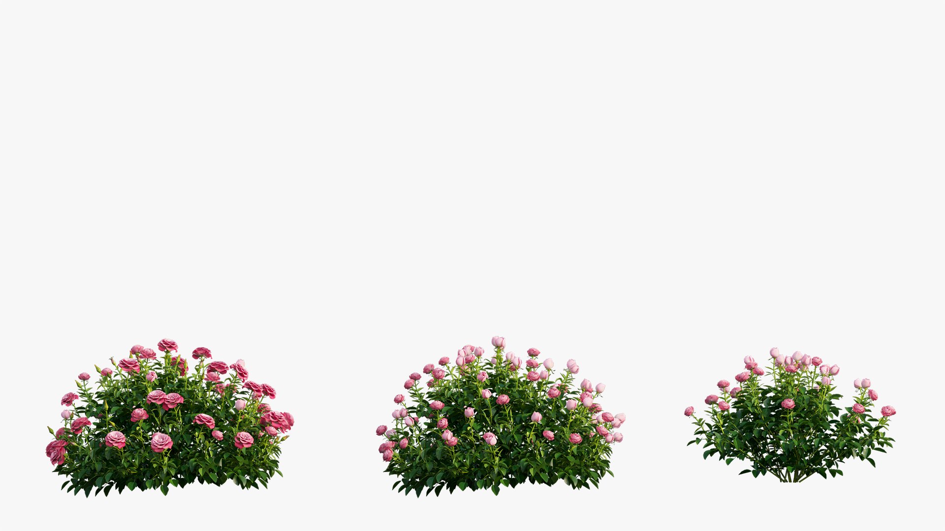 plant rose set 03 3D model https://p.turbosquid.com/ts-thumb/A4/XYF6NM/iPMSaJen/4/jpg/1603563660/1920x1080/fit_q87/6bf00d87e921e043cebd01312781443f5755c732/4.jpg