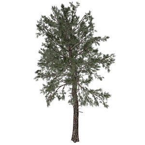 3D Loblolly Pine Tree - 04 - model