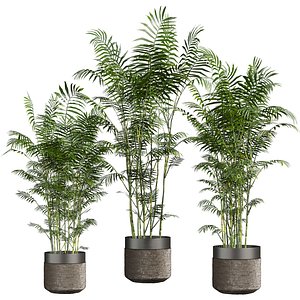 plant vol 834 - chamaedorea - seifrizii - bamboo 3D model