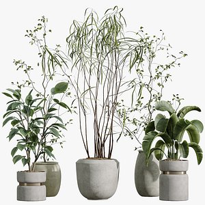 3D AV HousePlants set 419 Ficus Marginata and Japandi Minimalism and Banana Nicolai and Ficus lyrate