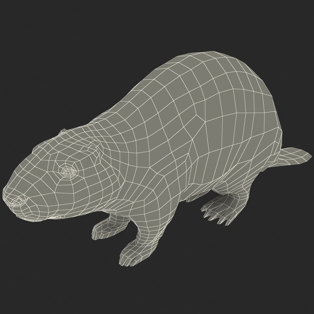 3d Model Beaver Modelled
