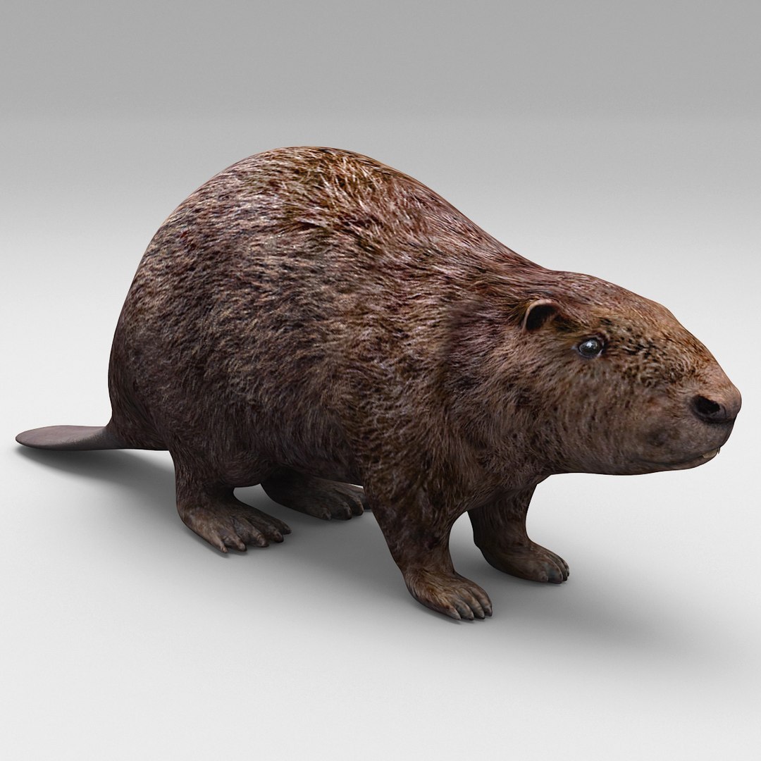 3d Model Beaver Modelled
