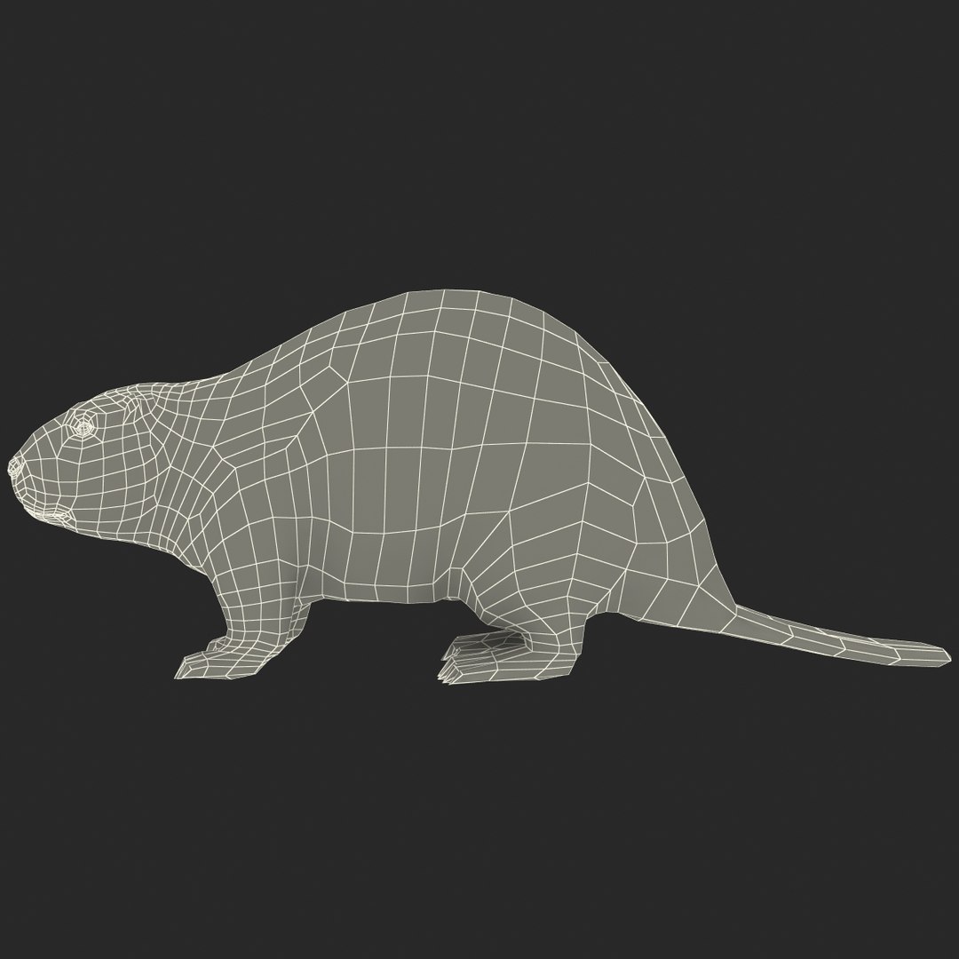 3d Model Beaver Modelled