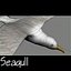 Gaviota