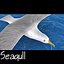Gaviota
