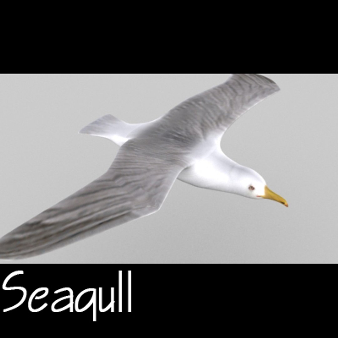 seagull ready games 3d model https://p.turbosquid.com/ts-thumb/A4/pTsw0s/kVXLrOwQ/sgb/jpg/1285528018/1920x1080/fit_q87/3a4b1c077c0baa5d4fd3a8f4bd8c5bd037f7493f/sgb.jpg