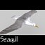 Gaviota