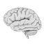 Brain