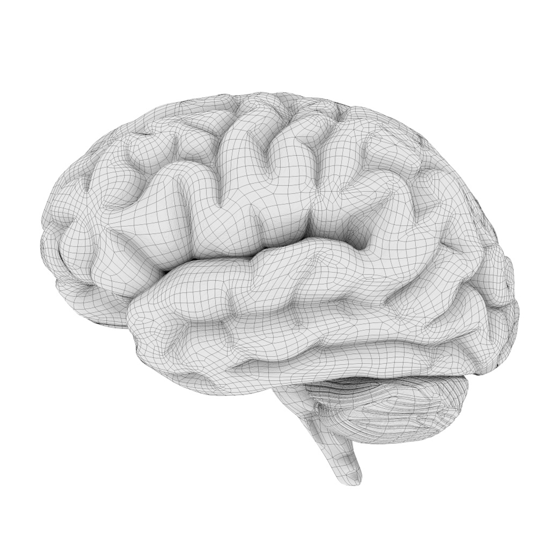 Human Brain 3D Model - TurboSquid 1515634