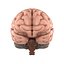 Brain