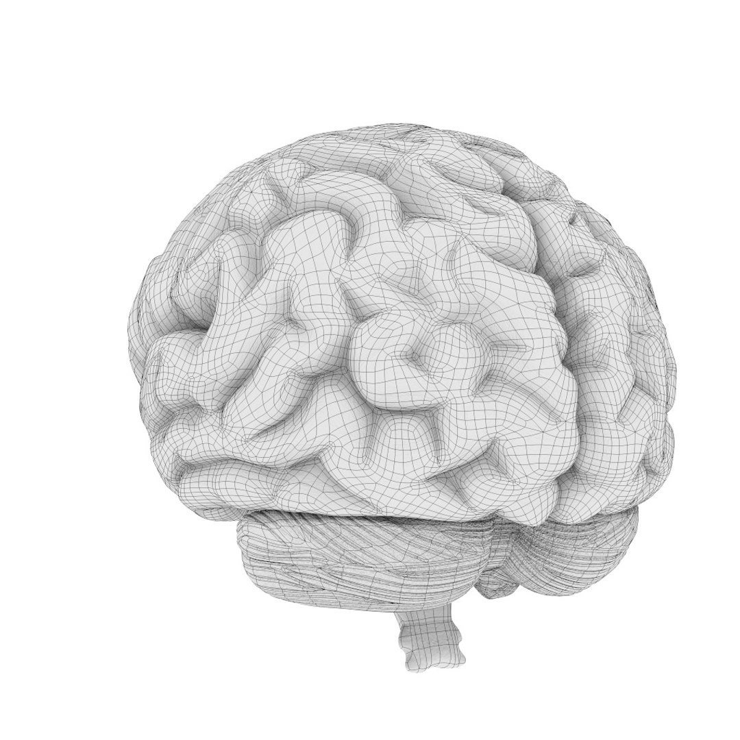 human brain 3D model https://p.turbosquid.com/ts-thumb/A4/w0n5HF/EkPN7VDS/brain_30/jpg/1582789067/1920x1080/fit_q87/722bbe84049df7d2a34c7116f2d10a4afac49b8b/brain_30.jpg