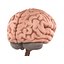 Brain