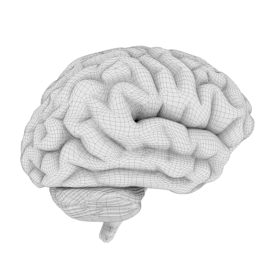 human brain 3D model https://p.turbosquid.com/ts-thumb/A4/w0n5HF/T6cF5QJq/brain_20/jpg/1582789067/1920x1080/fit_q87/f59d0655a439bd2d9d07eb1f98e6350d795e0fa4/brain_20.jpg