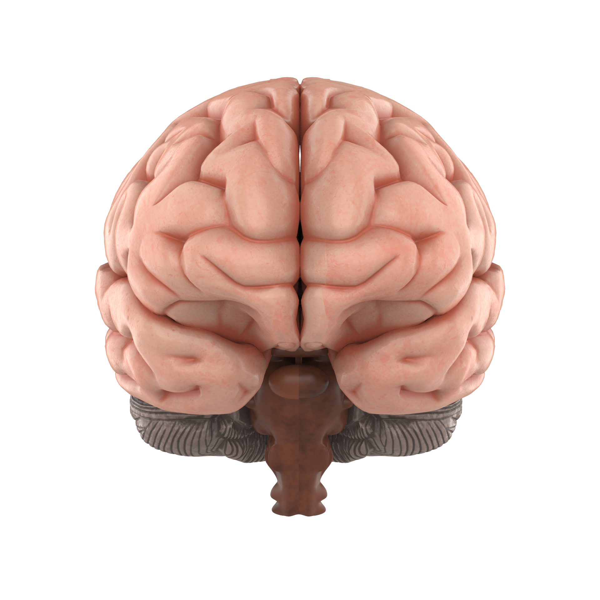 뇌 3D 모델 - TurboSquid 1515634