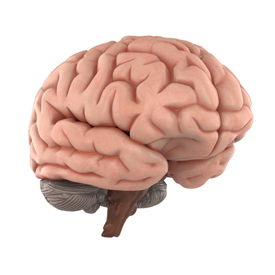 human brain 3D model https://p.turbosquid.com/ts-thumb/A4/w0n5HF/sTuDgbH5/brainfull_01.3.10/png/1582789204/1920x1080/fit_q87/bc72d2bff0d6cd1f5ed67f99256e4c3d2f359bb6/brainfull_01.3.10.jpg