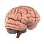 Brain