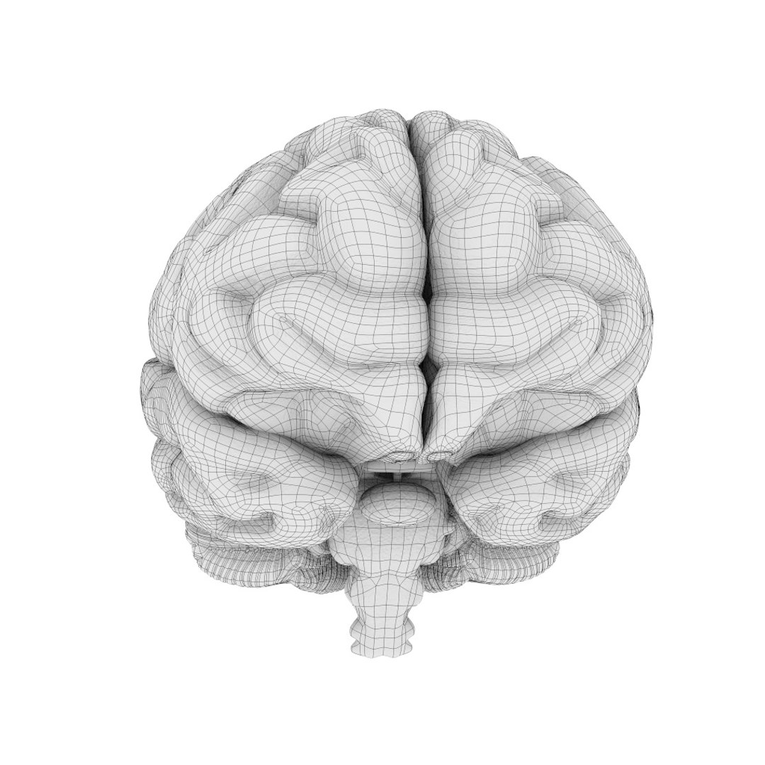 Human brain 3D model - TurboSquid 1515634