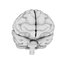 Brain