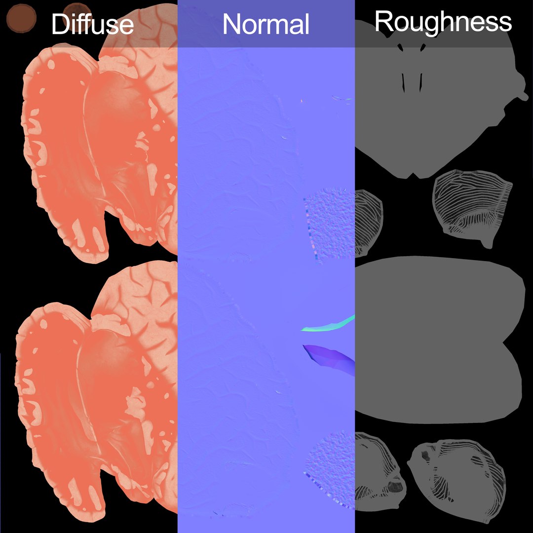 human brain 3D model https://p.turbosquid.com/ts-thumb/A4/w0n5HF/wNBH4gZc/texturemaps_01/jpg/1582789998/1920x1080/fit_q87/9a25e1aec3a161527a1751e1df751ff16ecb68f0/texturemaps_01.jpg