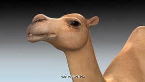 max camel