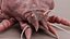 Scabies Mite RIGGED 3D model