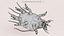 Scabies Mite RIGGED 3D model