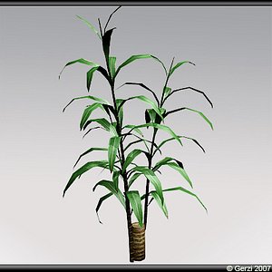 Yucca