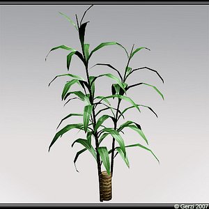 Yucca